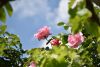 DSC_7771.thumb.JPG.c06286ced3c920f70dee4f655c75ba59.JPG