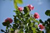 DSC_7774.thumb.JPG.cdf32ec2d3f417ac378bf5735db84ad8.JPG?1653042492309