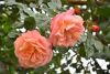 DSC_7813.thumb.JPG.68e35fd70b44d644c6b86dfd5b73b6ae.JPG