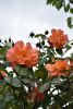 DSC_7820.thumb.JPG.535047a9110c471c30dd65d8cf4bf85b.JPG