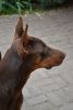 DSC_7839.thumb.JPG.14fc905dac848e447a8e9f73f16d390f.JPG