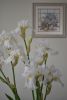 DSC_7842.thumb.JPG.d3ead32d05d4223184815b7475779667.JPG