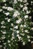 DSC_7901.thumb.JPG.363d4508c7e8701c18c118ab30250835.JPG