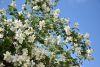 DSC_7902.thumb.JPG.648861474ed3ca08cf963980f33d1567.JPG