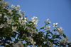 DSC_7907.thumb.JPG.11af99f4fe1e0bbb256c91f52f68cae3.JPG