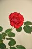 DSC_7912.thumb.JPG.43e22848c702e07a8b07b06163c296ca.JPG