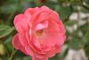 DSC_7913.thumb.JPG.373571289db0f1296e06254456c19104.JPG