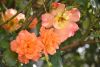 DSC_7916.thumb.JPG.412b73038c30805b1a9dc5365fbda997.JPG