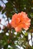 DSC_7918.thumb.JPG.e209d6a42a00b5d2cc4bd8962c568234.JPG
