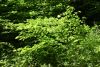 DSC_7941.thumb.JPG.1257fcc518e1cf2007bc06e8ffd85505.JPG