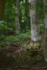 DSC_7945.thumb.JPG.546aa8d99d2c1f9a7a59a3b8f7a5d228.JPG