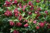 DSC_7949.thumb.JPG.5bc5a0096ddbf963b5704e1c905da980.JPG