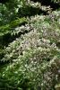 DSC_7954.thumb.JPG.ec4e757292dd6bee9173a8dc82cd75ac.JPG