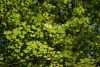 DSC_7965.thumb.JPG.94d13479d98931b4aa698720eb630a95.JPG