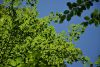 DSC_7966.thumb.JPG.943d51109f11b20a5b3eb9e18397340d.JPG
