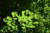 DSC_7967.thumb.JPG.631c6f1e12ce317300ea608ba94ebd02.JPG