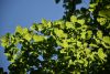 DSC_7971.thumb.JPG.add4ae825956672ee6fdba57087455ae.JPG
