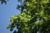 DSC_7972.thumb.JPG.091d4b235f6676099901ed4bb20558cf.JPG
