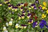 DSC_7985.thumb.JPG.bb0fe83c9849dfdb3b591b4c4bb2f29e.JPG