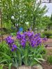 IMG-20220515-WA0007.thumb.jpg.e8b7de879a5575c05309d97c330b1358.jpg