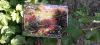 IMG-20220530-WA0001.thumb.jpg.c31d939cc9dd356583464c075ad31c49.jpg