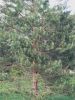 IMG20220514161459.thumb.jpg.6bd1be0fe62f7a1ef84d2e4578142e9d.jpg