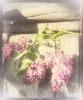 IMG_20220507_173647-03.thumb.jpeg.5ccb6991cd1477ffe26b2b9fa97b05ce.jpeg