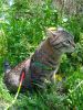 IMG_20220514_110000_1.thumb.jpg.7d32d52eac353be56c7fb21b59a9f067.jpg