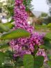IMG_20220519_074949_compress40.thumb.jpg.cebde0cb5ea57b8c36eff4bafe2745a5.jpg