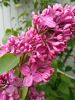 IMG_20220521_125846.thumb.jpg.62f53a88d279ade33a3cd6fea63c056f.jpg