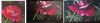 IMG_20220524_075150.thumb.jpg.69ecd28fe6f3f8bd1cb2bed8c6bab45a.jpg