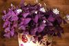 Luchshe-vsego-rastenie-rastet-na-zapadnykh-i-vostochnykh-oknakh.thumb.jpeg.fa70b7595d86cdaa502fab9ff072828c.jpeg