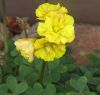OxalisDoubleTrouble.thumb.jpg.be29d996db5eee5d2e01debda54bfc16.jpg