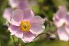 anemone-1548466_1920.thumb.jpg.8752f5bbd01fb6f15d72cc1a42943477.jpg