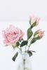 roses-4237755_1920.thumb.jpg.9e7628c4f6f7b76cd23ec7006e9e01e4.jpg