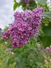 20220612_092702.thumb.jpg.bd10bf1f235cad45cfbce84d842abb10.jpg