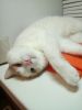 DSC_0276.thumb.JPG.9bd0f52314ad4326c879e78d50bff5f9.JPG