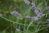 DSC_1966.thumb.JPG.67298f8fab06c75cd48845b39f39e85f.JPG