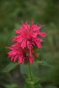 DSC_1969.thumb.JPG.83051349a8566380d2326598dde3da1a.JPG