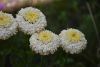 DSC_1970.thumb.JPG.7b1ae231172df3a1238d05a3cb218dab.JPG