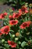 DSC_1971.thumb.JPG.b2cf60bfc22598d3e9ebbc4bc0843dcf.JPG