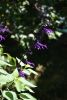 DSC_1973.thumb.JPG.b2ce5e8c00997d48dae84699b244159d.JPG
