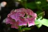 DSC_1976.thumb.JPG.7ce910562f3c8934c00af0f0e6ae75cb.JPG