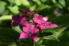 DSC_1977.thumb.JPG.9b08400005479aa0c93f769ac23a42ad.JPG