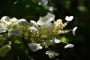 DSC_1978.thumb.JPG.a09ce39c65fb7f9b9b2083da3fa203fe.JPG