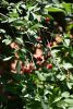 DSC_1984.thumb.JPG.a51be9c3a377f252b8cd155e6245dd6b.JPG