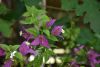 DSC_1985.thumb.JPG.55d82cdc2554f3f4c0a347c581363f98.JPG
