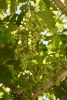 DSC_1986.thumb.JPG.30ff35b574a31f2406004055fcd07eaf.JPG