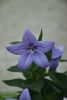 DSC_1990.thumb.JPG.0687ef11a49cf6e2444735cc6fcf9805.JPG