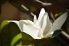 DSC_1993.thumb.JPG.c2c1536a8cacb35b32dfbd718467ba07.JPG